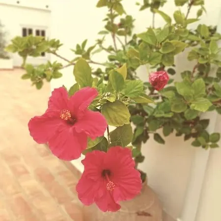 Algarve Farmhouse * Sao Bras de Alportel